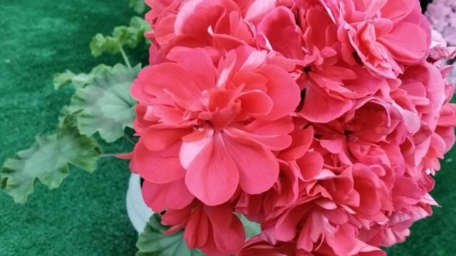 #442.Шикарные новинки украинской селекции! В этом ролике-Лиа Жар Птица! смотреть онлайн