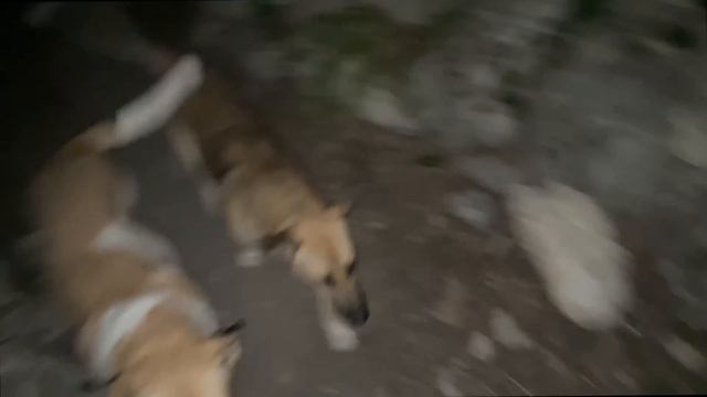 【Японец в ВОСТОРГЕ!!】 КРЫМ на пляже БАУНТИ,  САМОЕ ПРОЗРАЧНОЕ МОРЕ (2ая часть)