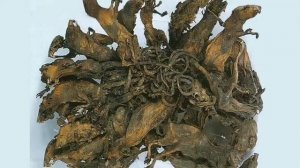 Крысиный король || Кто это такой?