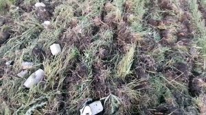 дисковка поля. Работает К-700 с дисковой бороной Rome.