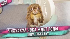 Чихуахуа Чока готовится рожать!