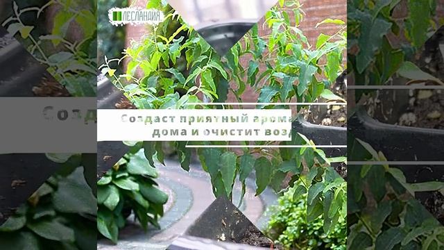 Эвкалипт лимонный #yf_kak_interesno #экзотическиефрукты #саддачаогород #саднаподоконнике