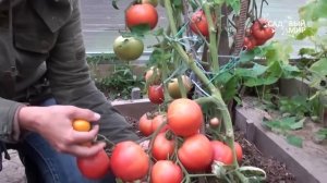 Устойчивые сорта томатов: Евпатор и Розовый царь. Сайт "Садовый мир"