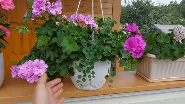 Пеларгония Blue sybil, Akos Farmor, дихондра в кашпо на улице. Август 2022 смотреть онлайн