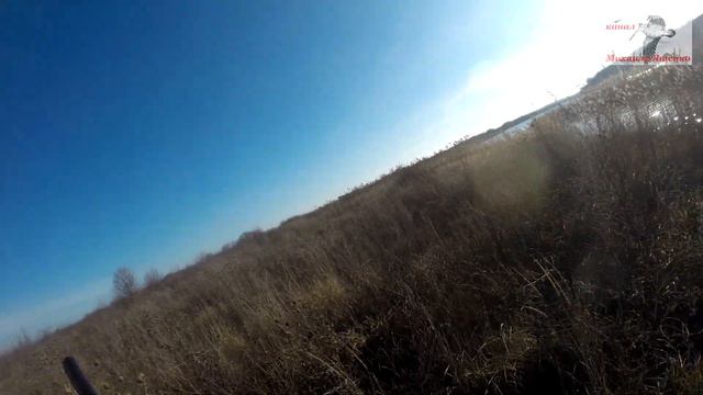 Ростовская обл., дойч дратхаары Шира и Умбра, охоту на фазана 22г закрыли. смотреть онлайн