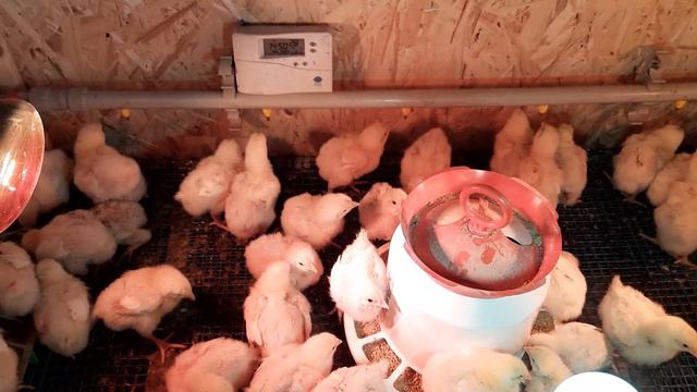 Ниппельные поилки для цыплят бройлера.Цыплята бройлера начали пить воду с ниппельных поилок .