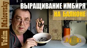 Выращивание имбиря на балконе или опыт, который может пригодиться. Мальковский Вадим