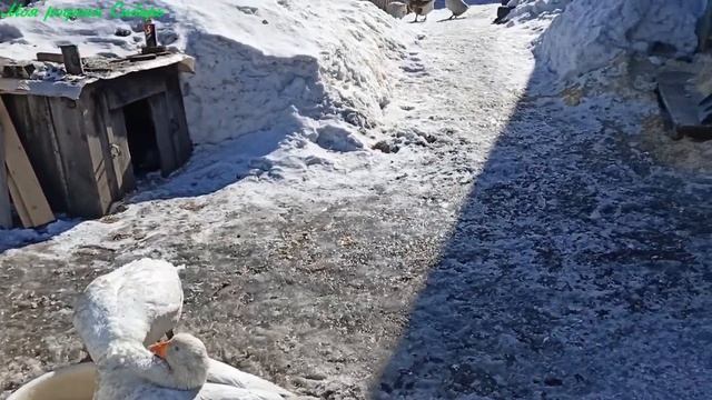 Гоша ждет воду в тазике. Белая гусыня и Серый гусак дорвались до воды! смотреть онлайн