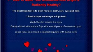 Dog Grooming The Easy Way - Secrets of Professional Dog Groomers