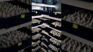 Выгонка тюльпанов на гидропонике. Обзор холодильной камеры.