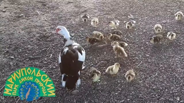 ? УТИНОЕ СЕМЕЙСТВО. смотреть онлайн