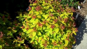 Double Play Big Bang Spirea
