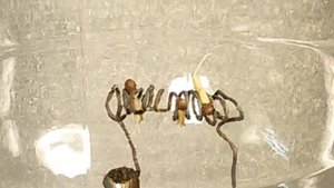 Опыт Ракетное Топливо в Вакууме Эксперимент Плоская Земля Спички в Вакууме