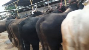 29 июня 2023 г АНДИЖОН АСАКА УЗБЕКИСТОН МОЛ БОЗОРИ НАРХЛАРИ ANDIJON ASKA ÒZBEKISTON MOL BOZORI NARX