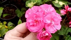 Комнатные растения. Цветущий март.