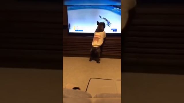 Смехота.Смех до упаду.Гипер смех.Приколы с животными. смотреть онлайн