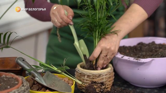 «Зеленее будет». Хамедорея