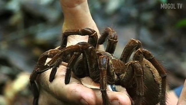 10 САМЫХ БОЛЬШИХ ПАУКОВ В МИРЕ смотреть онлайн