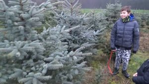 НА НЕМЕЦКУЮ ФЕРМУ ЗА РОЖДЕСТВЕНСКОЙ ЁЛКОЙ. ГЕРМАНИЯ