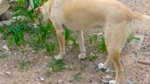 Female Dog Eats Grass.Food Or Medicine For Her?