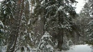 В Зимнем Лесу (ч1 - Природа, Хвойные деревья, Красивая Музыка)