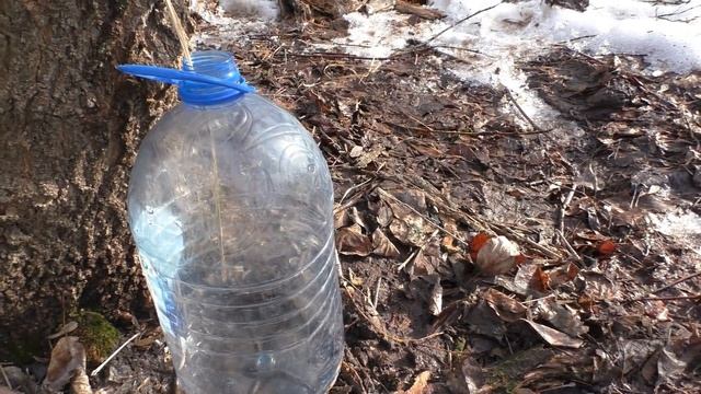 ДОБЫЛ 5 ЛИТРОВ КЛЕНОВОГО СОКА ЗА НЕСКОЛЬКО ЧАСОВ! Простой способ добычи кленового сока! смотреть онлайн