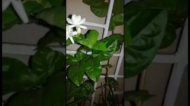 Enjoy our Amaryllis plant and beli flower 🌷🌱🌼 смотреть онлайн