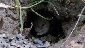 Мышка в норке
