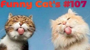 Смешные коты #107