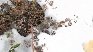 УДОБРЕНИЯ КОТОРЫЕ СТОИТ ВНЕСТИ ПО СНЕГУ.