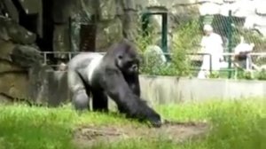 Злая горила