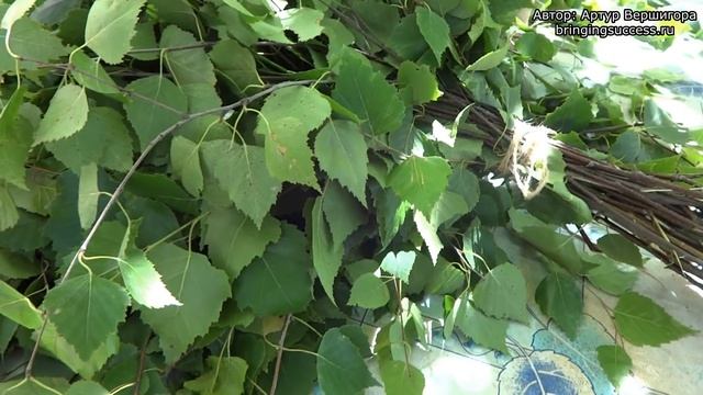 Как сделать березовый веник для бани своими руками смотреть онлайн