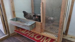 Курицы Доминант // переезд в новую клетку // клетка своими руками для куриц // клеточное содержание