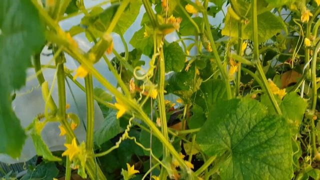 Учусь торговать. Продаю излишки овощей со своего участка ?????.Коплю на новую теплицу. смотреть онлайн