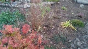 Октябрь. Куры, утки и цесарки свободно гуляют по участку, удобряя. Укрываю розы, готовимся к зиме