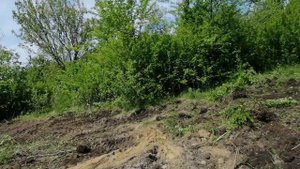 Как избавиться на участке от поросли деревьев и корней навсегда