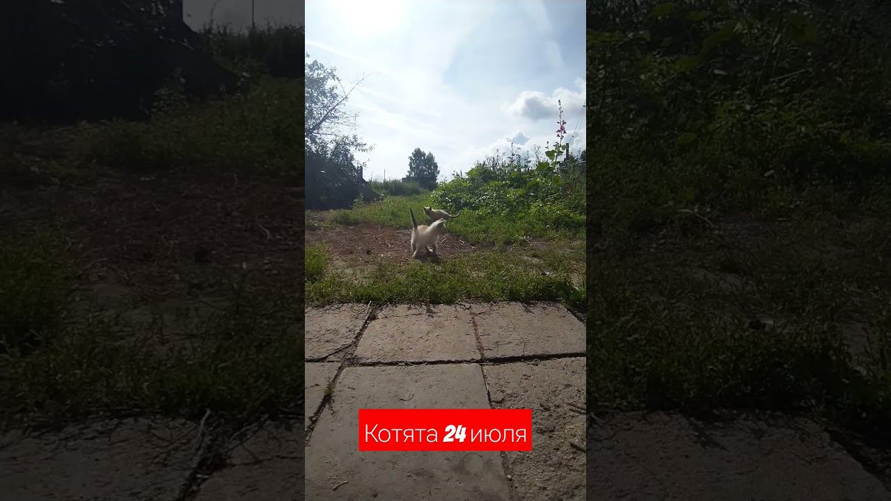 котята 24 июля #котята смотреть онлайн