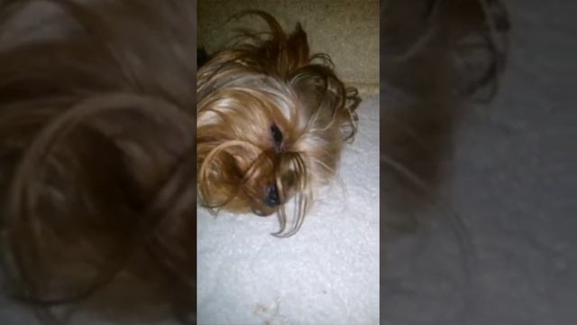 Моя собака спит сладким сном. смотреть онлайн