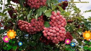 Рябина обыкновенная Гранатная. Краткий обзор, описание характеристик sorbus Гранатная