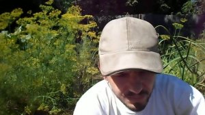 УХОД ЗА ЧЕСНОКОМ, НА КАКУЮ ГЛУБИНУ САЖАТЬ ОЗИМЫЙ ЧЕСНОК.