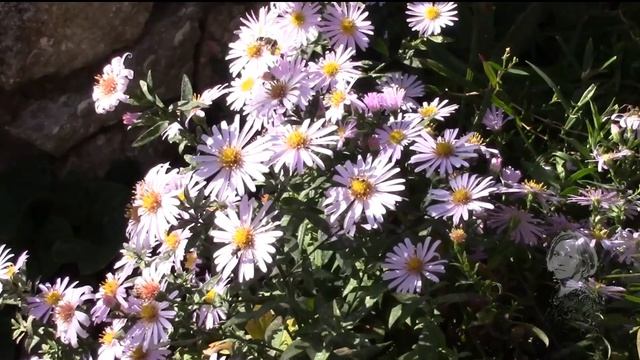 ЗИМНЯЯ АСТРА В ОКТЯБРЕ! смотреть онлайн