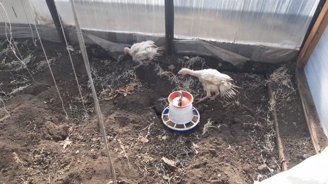 Переселение индейцев ... смотреть онлайн