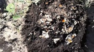 Использование грибов  для посадки голубики