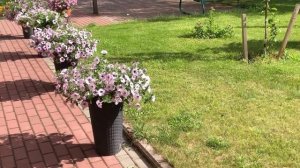 Как быстро растёт петуния! Опера, Вейв, Изи Вейв, Вельвет, Тайдал, Пендолино