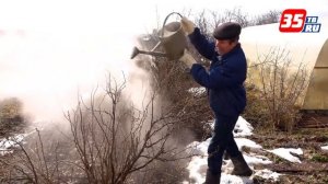 Как уберечь кусты смородины от вредителей