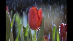 Как фотографировать цветы. Советы фотографа