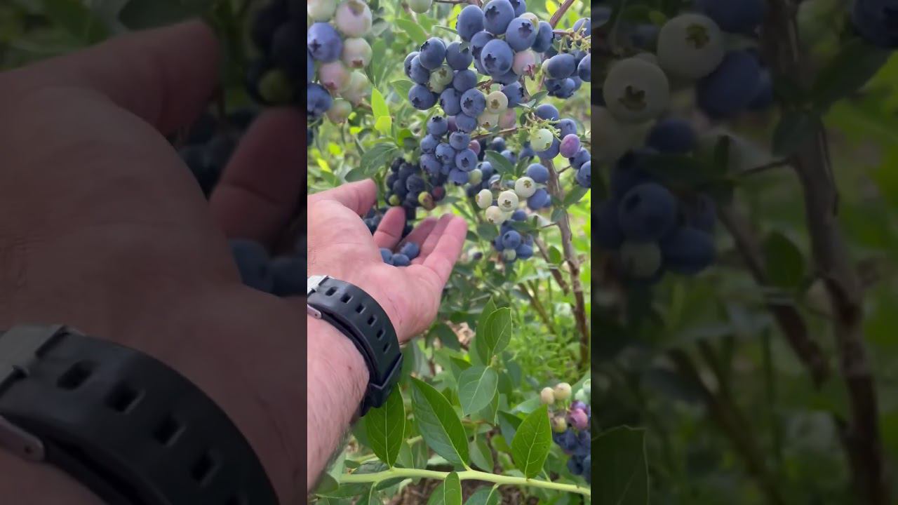 Голубика REKA. Подмосковье. #голубика #плантация #ягода #саженцыголубики смотреть онлайн