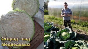 Капуста «Мегатон» мой опыт выращивания