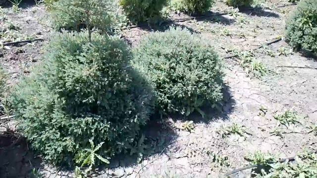 video_2024-08-11_14-08-36 смотреть онлайн