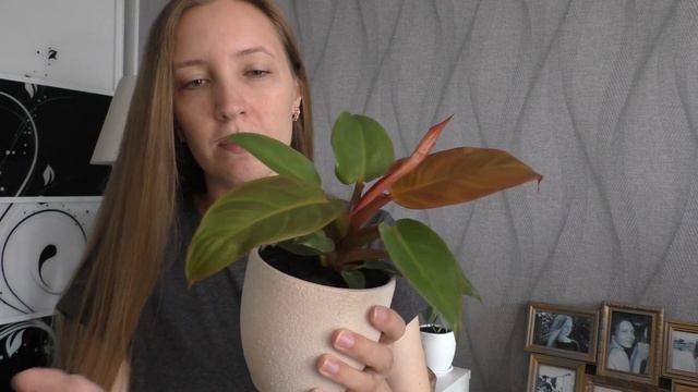 Филодендроны - обзор моих растений. Бразил, Лайм, Медиопикта Триколор, Сильвер и Ред Сан. смотреть онлайн